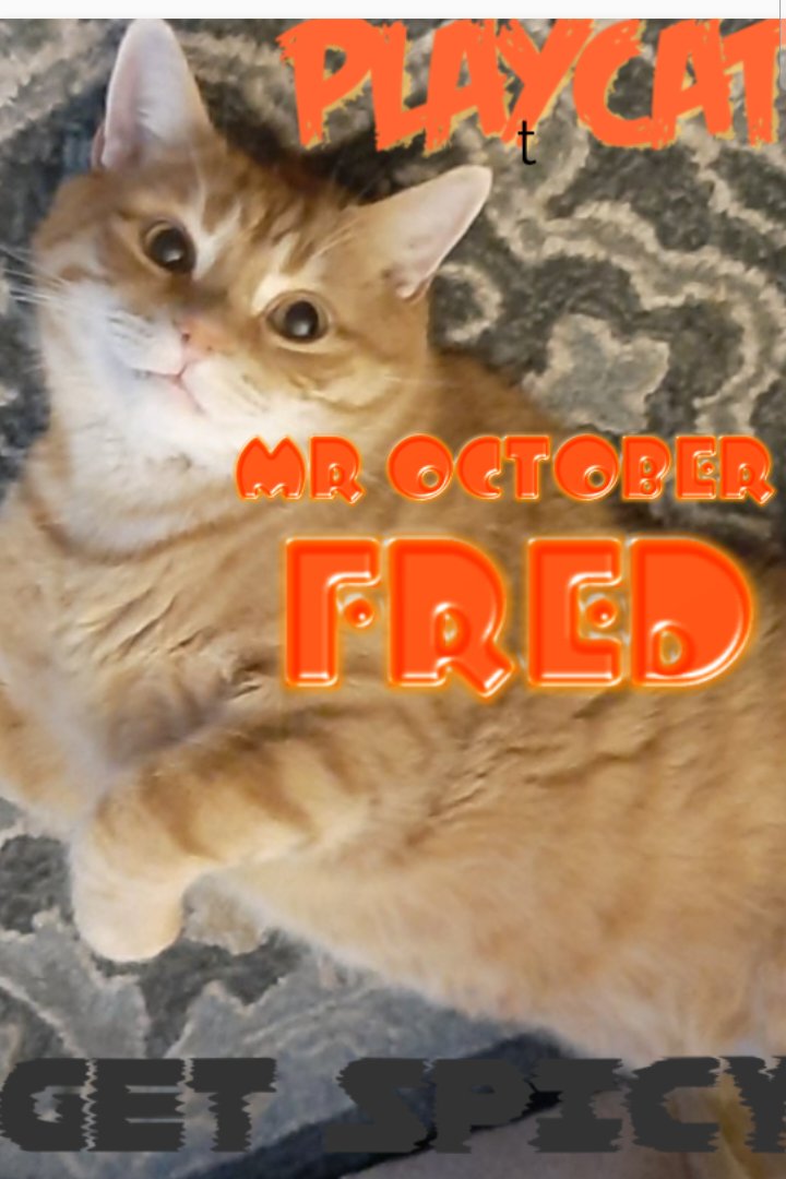 chigal111's tweet photo. Hot off the press its the new issue of Playcat ! Lets get spicy with @FredCanCat ! Not too spicy as hes my man! #covercat #sexy #hesmine https://t.co/wXygHu6rB8