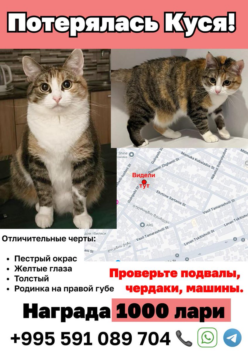 ТБИЛИСИ
ПРОПАЛА КОШКА КУСЯ! РАЙОН НАДЗЕЛАДЕВИ. НАГРАДА 1000 ЛАРИ (или эквивалент)

Я написала уже в огромное количество чатов, поэтому прошу уже хотя бы покидать по своим, потому что мой пузырь уже заканчивается.