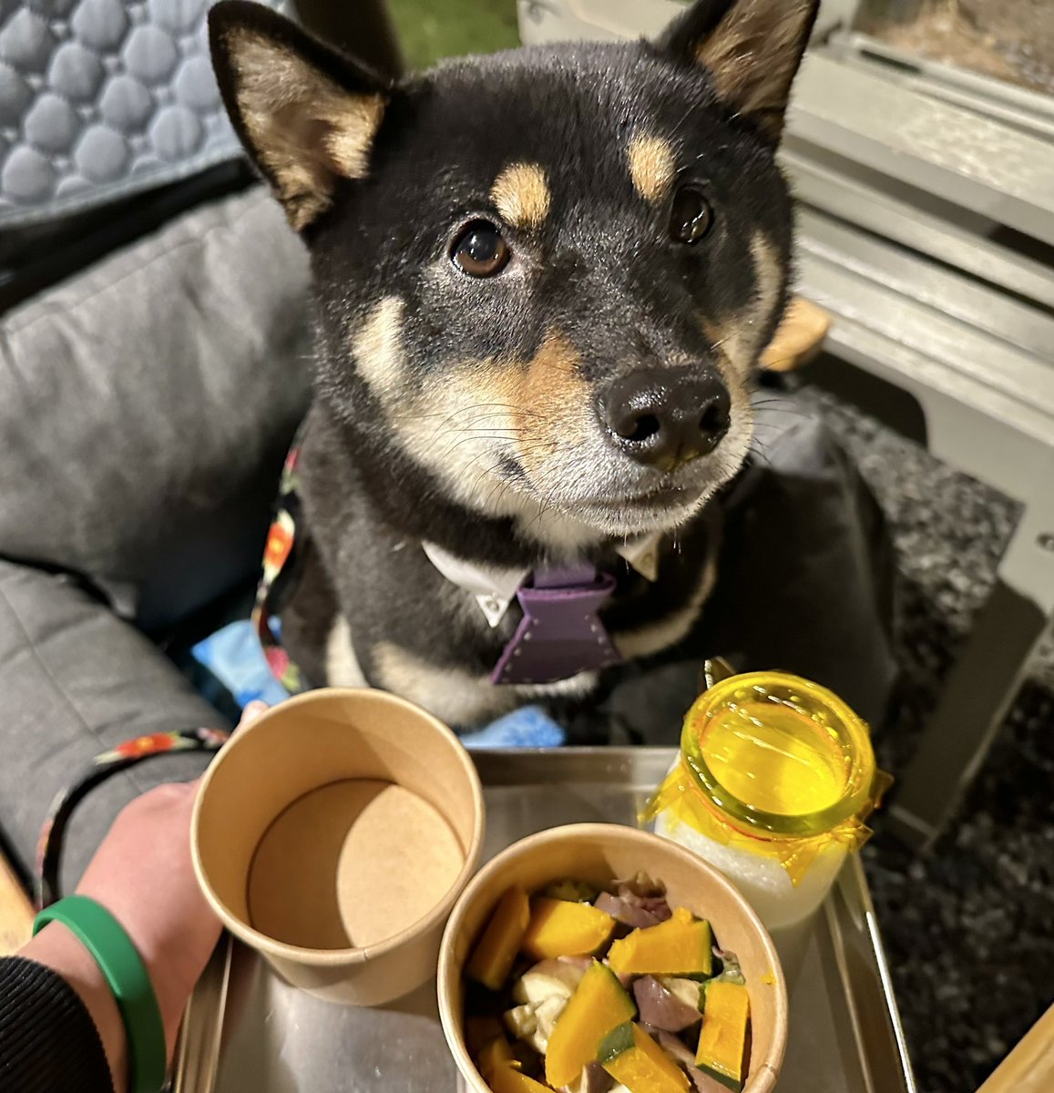 Gin_kuroishiba's tweet photo. 銀さんにも"給食"が出ました🐶🥛✨
飼い主たちはBBQ❤️
一緒にごはん嬉しいね✨
#柴犬
#黒柴
#ETOWA
#BBQ
#小学校に宿泊
#わんこの給食 https://t.co/QdZB9TxzM1