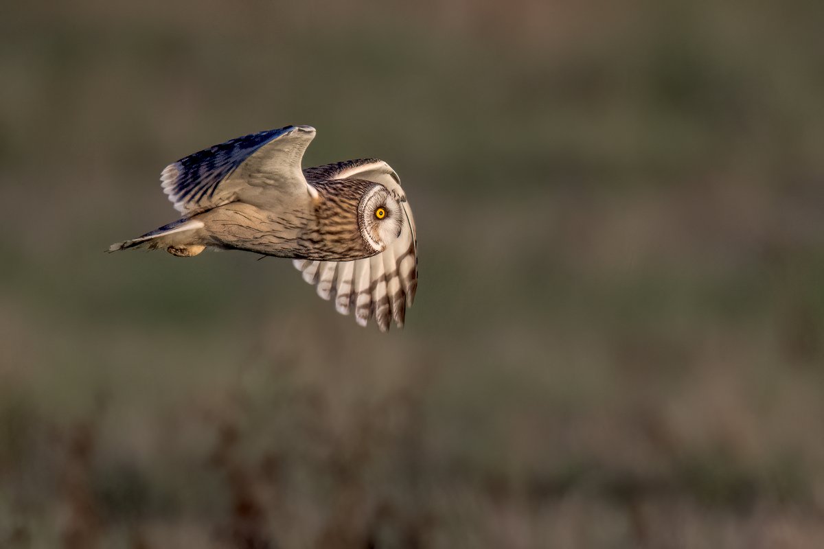 🦉 Serving up soggy short-eared owls today 🦉

Viewed out on Lady Fen from the cafe this morning.

📢 Update on access 📢 
Lady Fen trails, visitor centre and main hide accessible. 
🙏 More options once September rainfall has made its way through the Ouse Washes.

📷 Nick Bowman