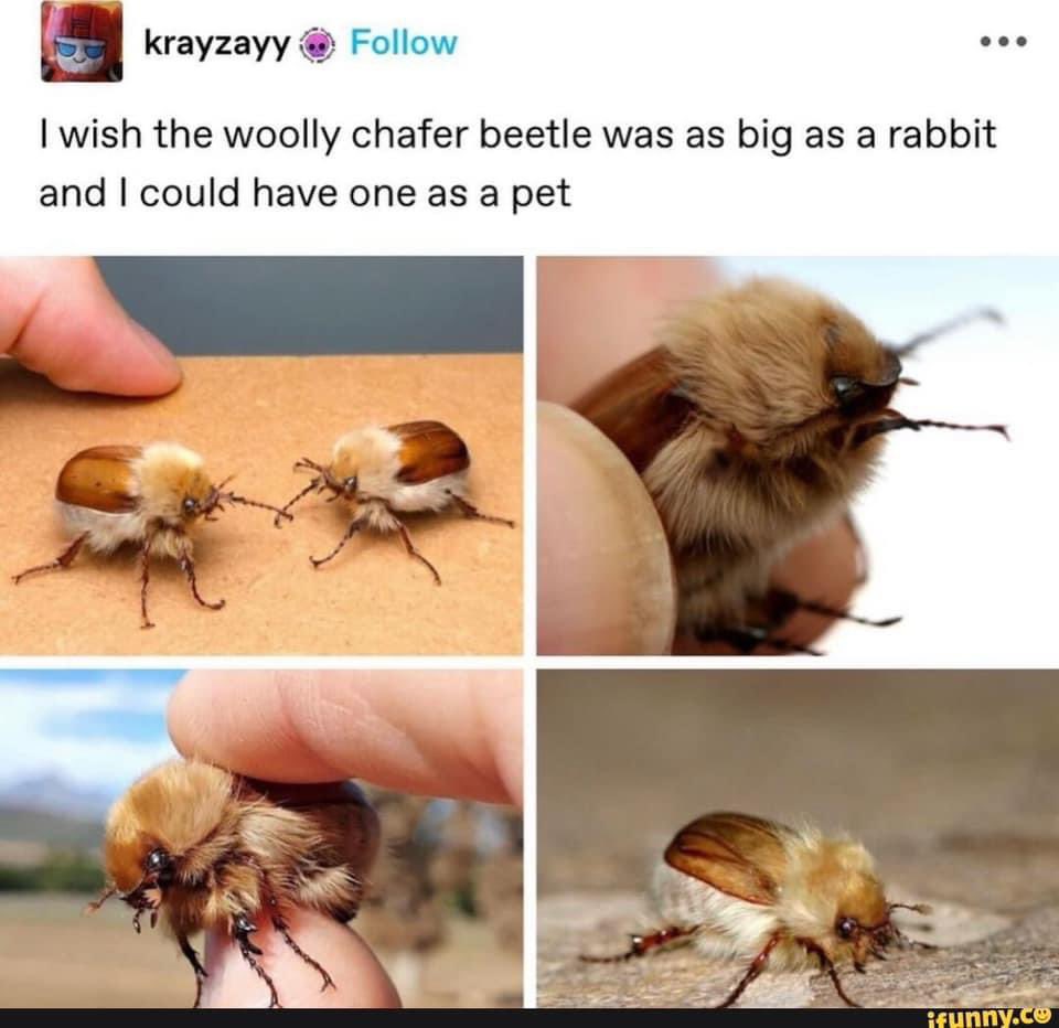 How about a #woollychaferbeetle to brighten up your Monday?

#entomemeology #entomologymemes #entomology #woollychaferbeetle #sparrmannia #sparrmanniaflava