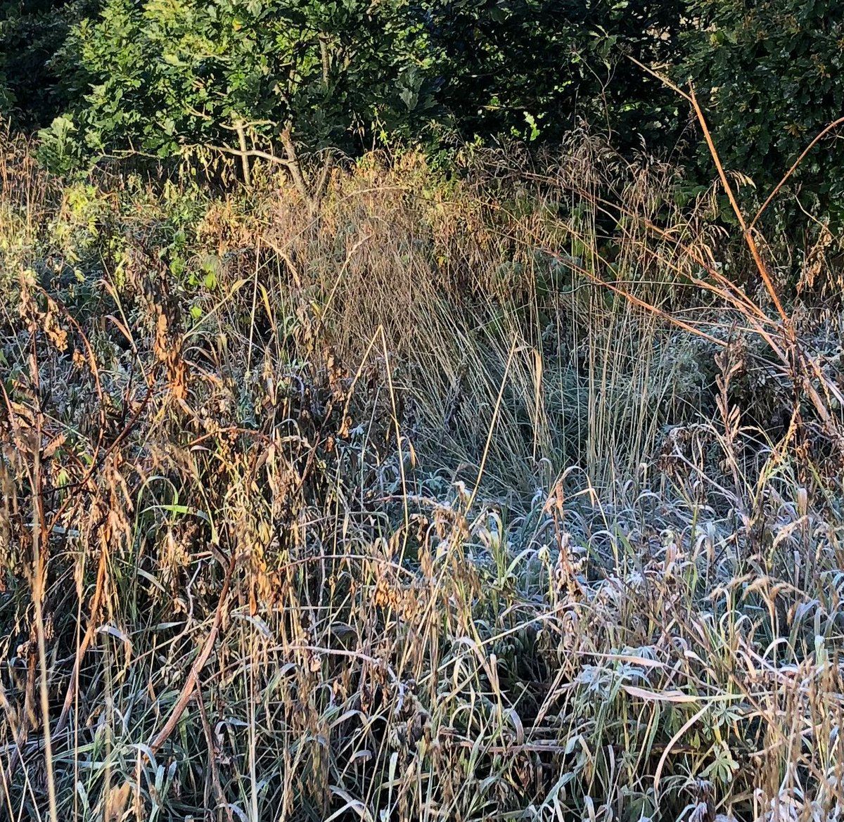 Meðan gulnuð grúfa sig
grös og niður mæna
líkt og véfrétt viðrar sig
vetrareikin græna.