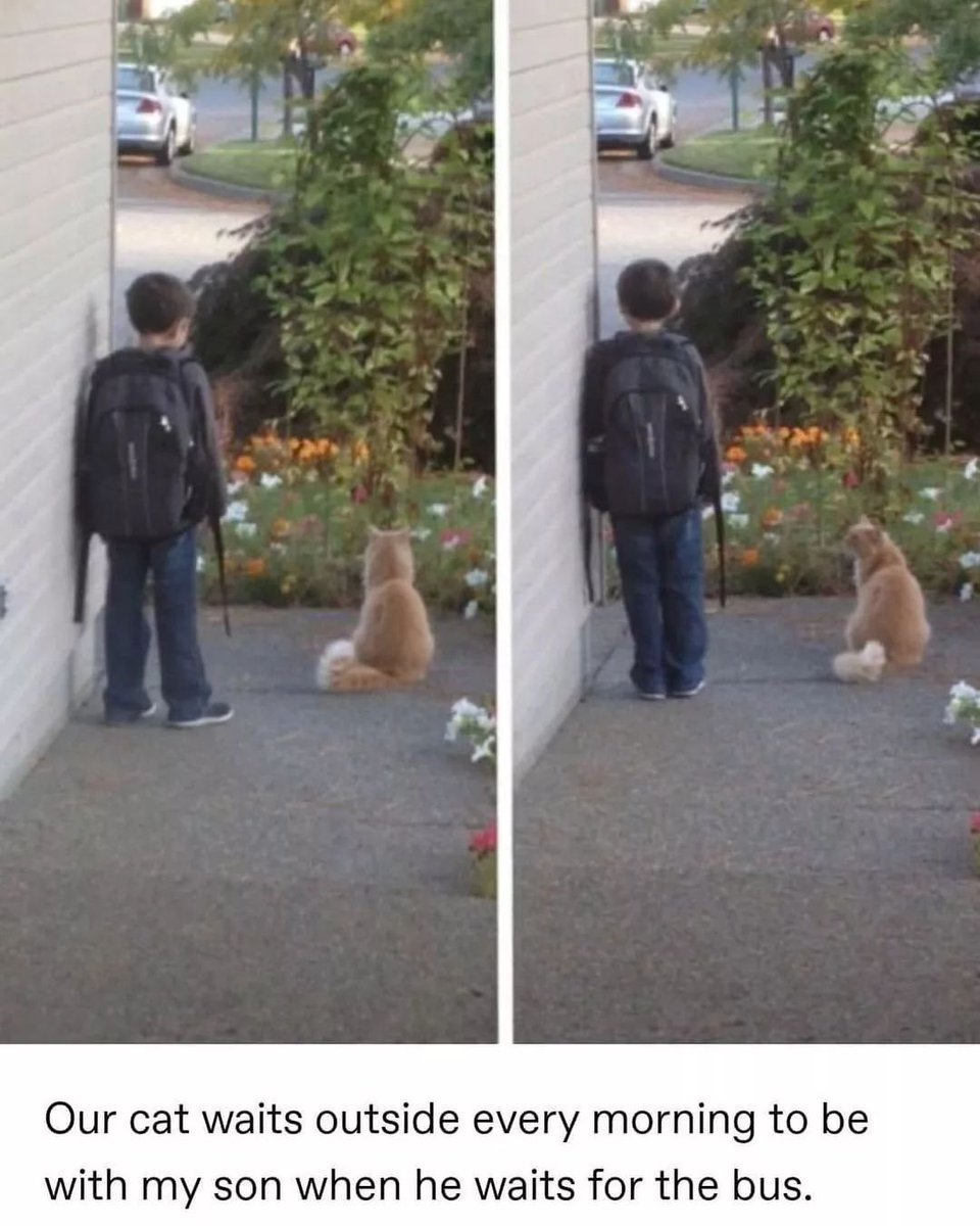 Punch Cat tweet media