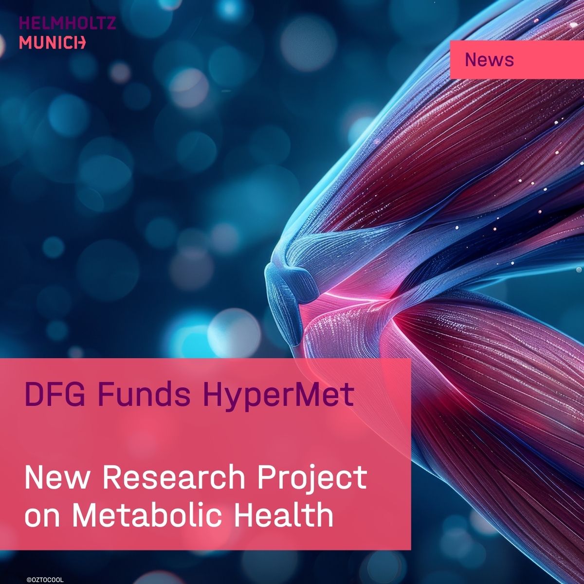 #DFG backs #HyperMet, a 4-year research project on #MetabolicHealth  🚀

💡The new research project is funded by the German Research Foundation to study how muscle growth &amp; loss affect metabolic health.

👉t1p.de/hxie5

🌟 Helmholtz Munich plays a key role,