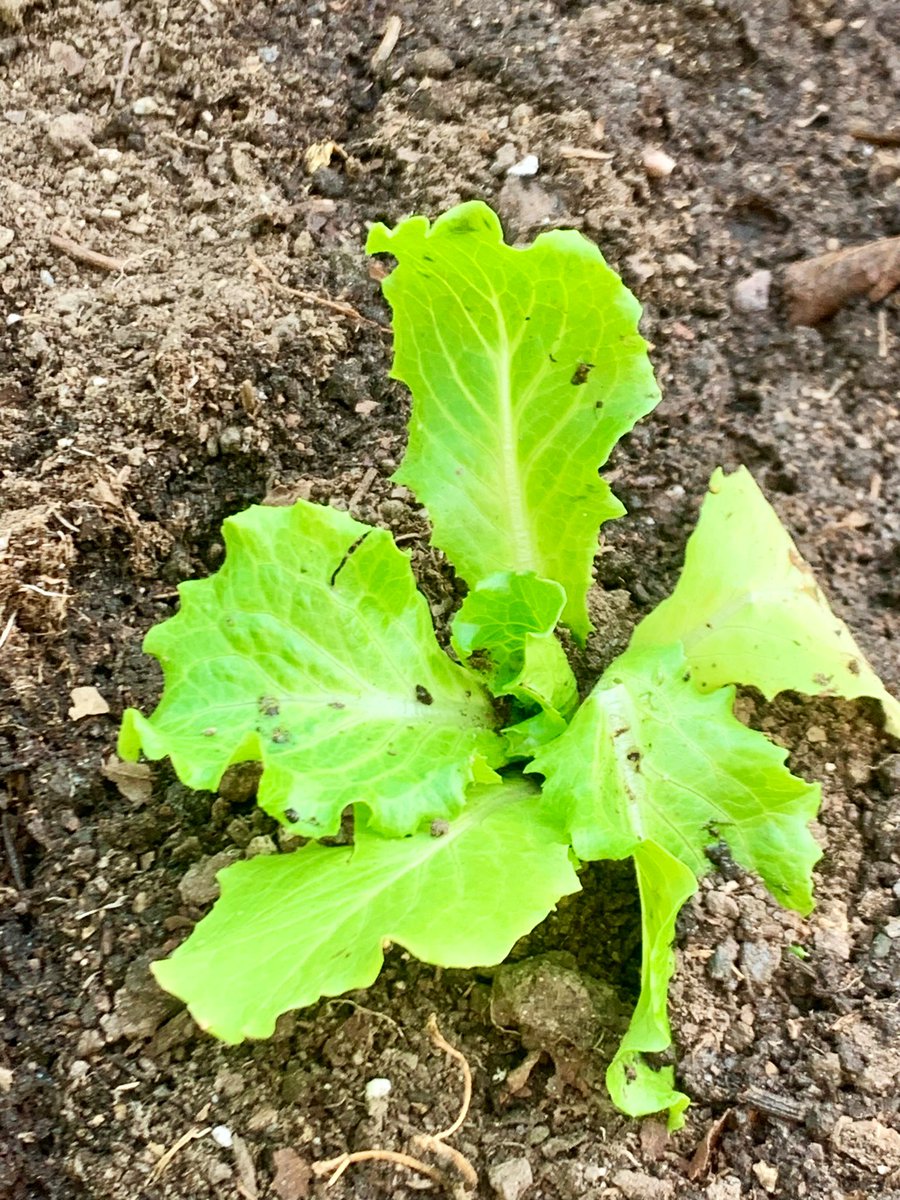 Lady Muck tweet media