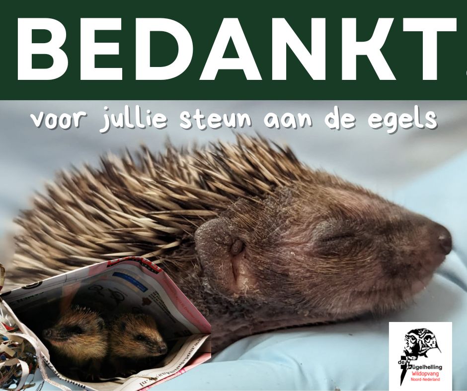 🦔 Bedankt voor de #egelslaapzakjes!
Blijf vooral #vouwen #egeltjes zijn echte viespeukjes en verbruiken veel #slaapzakjes.
#Bedankt voor de #donaties in de digitale #collectebus van #StichtingDierenLot! #help jij ook mee? Dese week is je donatie het dubbele waard!#wildlife