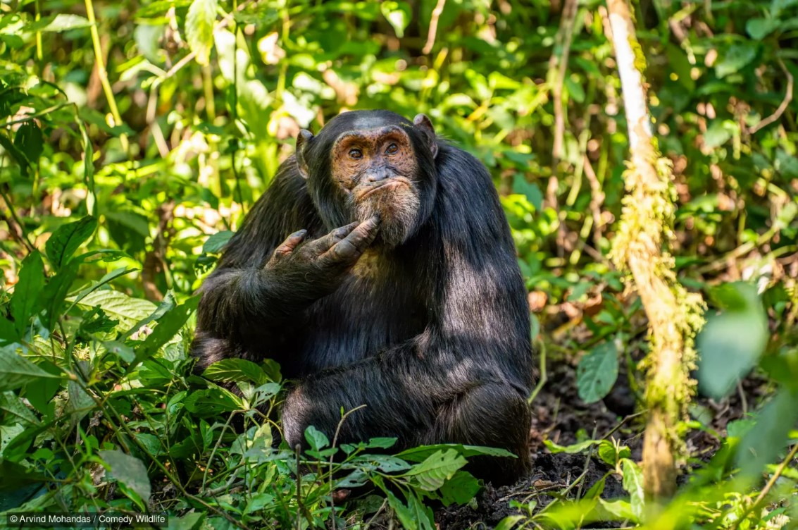Darwinpointcomm's tweet photo. Mince. Il manquait la photo du chimpanzé contemplatif ! https://t.co/XH7N8z6DcU
