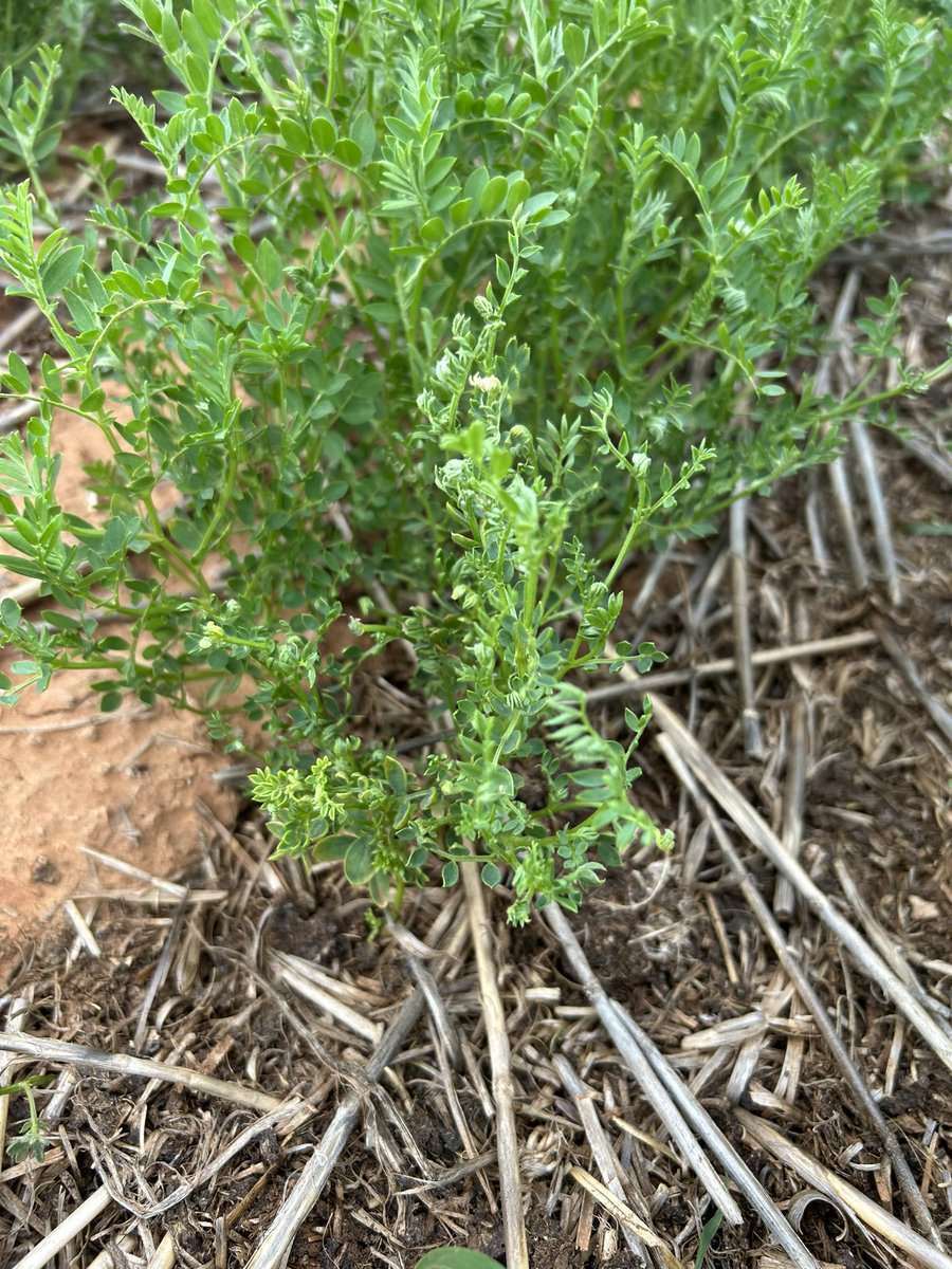 An update.  6 months on, a dry season hasn’t allowed treatments to wet up..the higher the rate of sand the less plants. Both organic matter amendments have lontrel coming out of them dramatically reducing plant numbers and biomass..