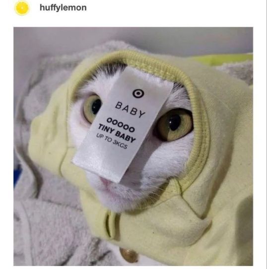 WholesomeMemes (@wholesomememe) on Twitter photo 