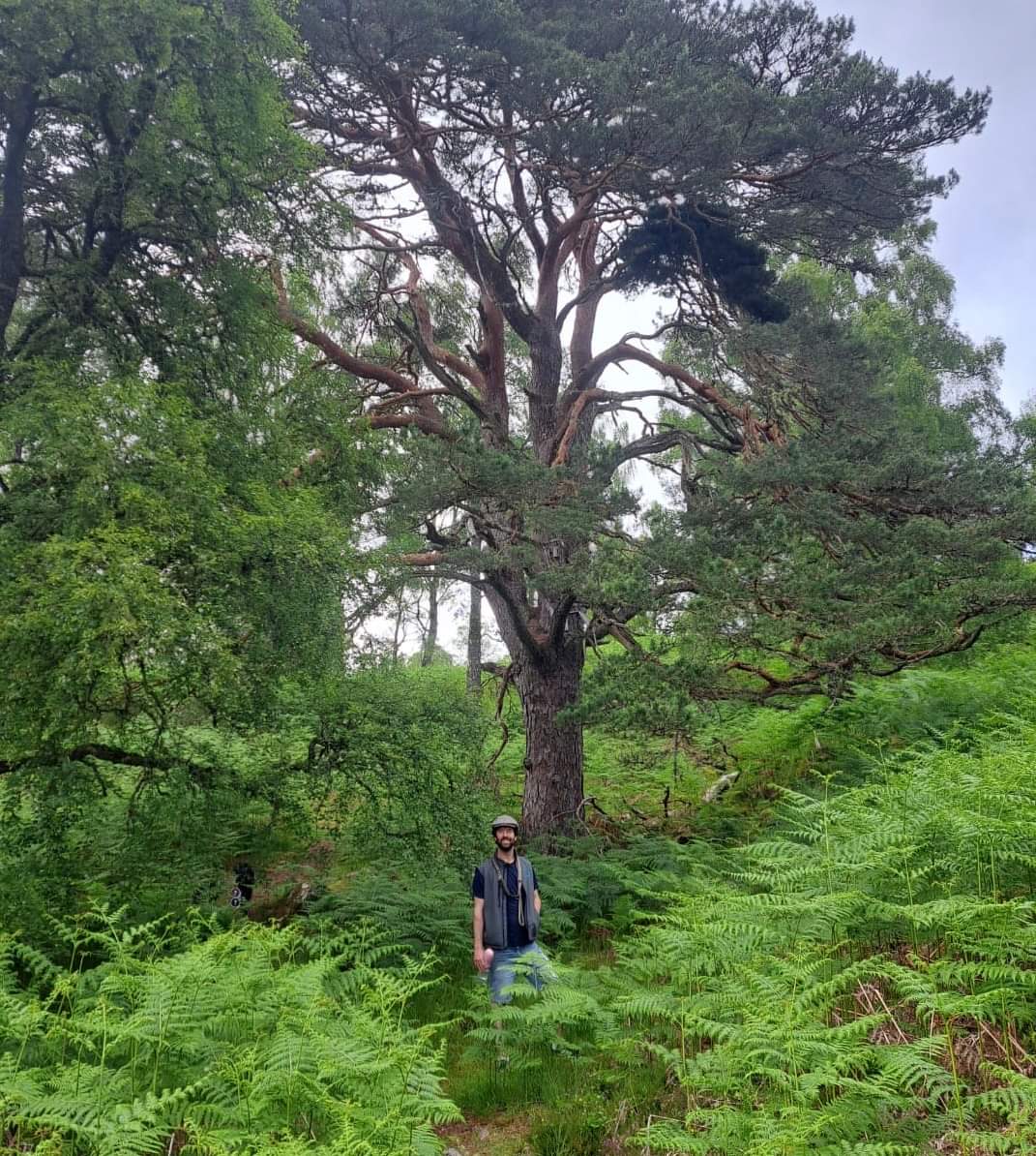 The Green Move grove recently saw its tree count cross the 500 mark. As it turns out, there is no specific grove as such, but rather, the trees are planted throughout the Dundreggan Rewilding Estate which sits right next to Glenmoriston and can be seen in the photo attached.