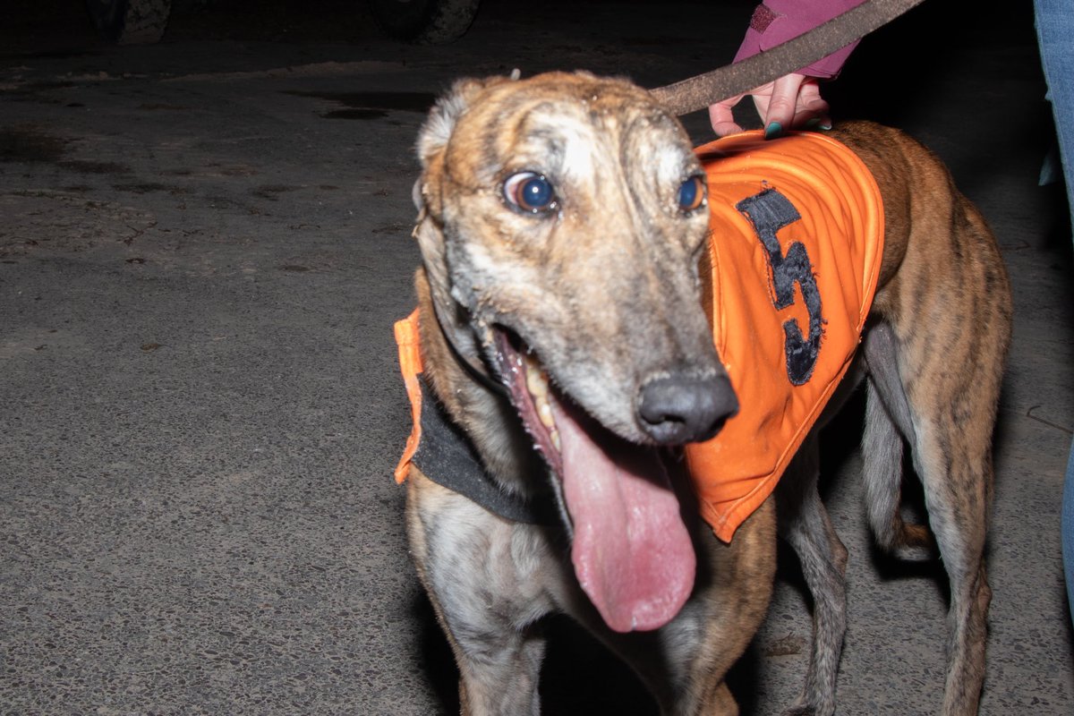 Fancy heading to <a href="/CorkDogs/">Curraheen Park Greyhound Stadium</a> this Saturday to watch High Trend try and defend his title for <a href="/RiversideKenne/">𝐑𝐢𝐯𝐞𝐫𝐬𝐢𝐝𝐞 𝐊𝐞𝐧𝐧𝐞𝐥𝐬</a> ? 

🎫 It’s your lucky day as I’m giving away tickets! Just REPOST this to be in with a chance of winnng two tickets! 

<a href="/BarOneRacing/">Bar One Racing</a> <a href="/Drakesport/">Barry Drake</a> <a href="/DarrenHogan42/">Darren Hogan 🇮🇪</a> <a href="/CorkCamogie/">OfficialCorkCamogie</a>