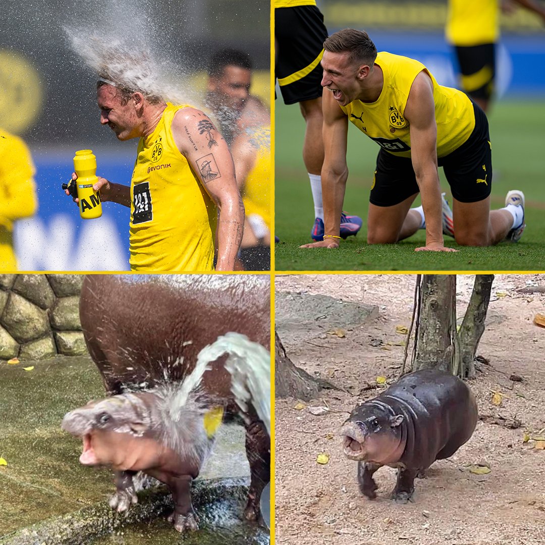BlackYellow's tweet photo. "I have two sides" 🦛 https://t.co/8v4TlgWA4J