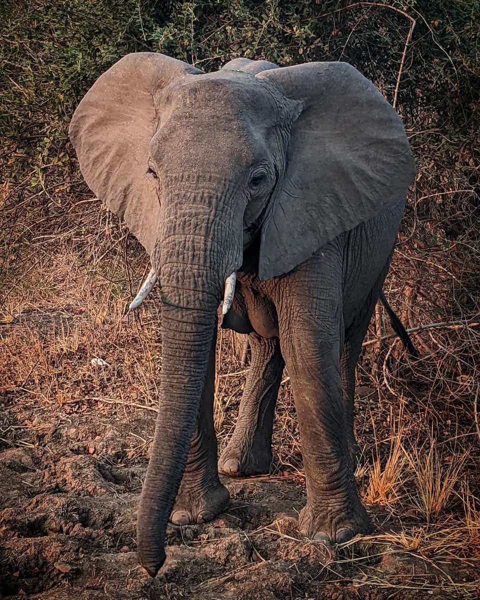 One of many elephants I spotted in South Luangwa National Park last week 🐘🇿🇲

#southluangwa #elephant #nationalpark #zambia #nature #wildlife #africa #africawildlife #safari #msandileriverlodge #southluangwanationalpark
