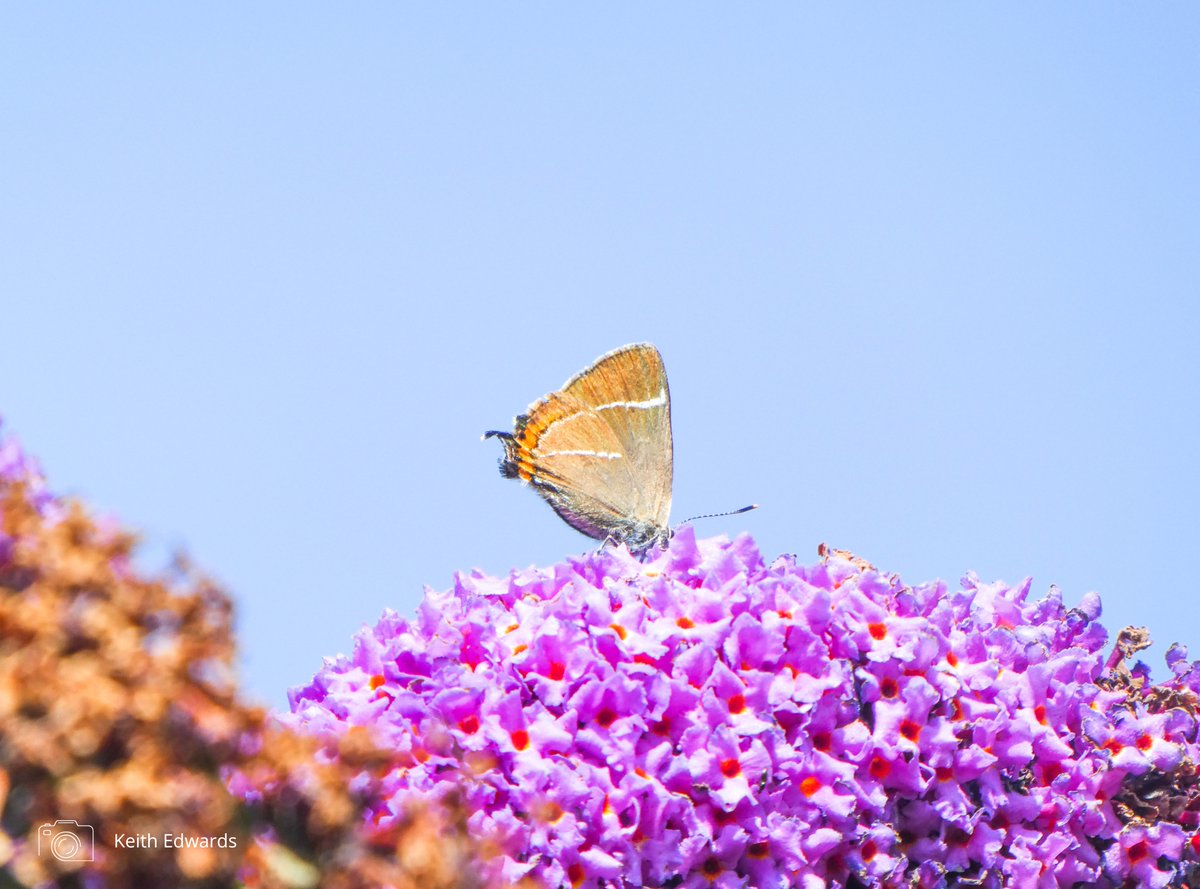 Two butterfly species have made dramatic appearances in Scotland this summer in a suspected response to climate change 🦋📍

These new records are part of a wider picture of butterflies and moths moving north across the UK.

Read about the discoveries 👇 
butterfly-conservation.org/news-and-blog/…