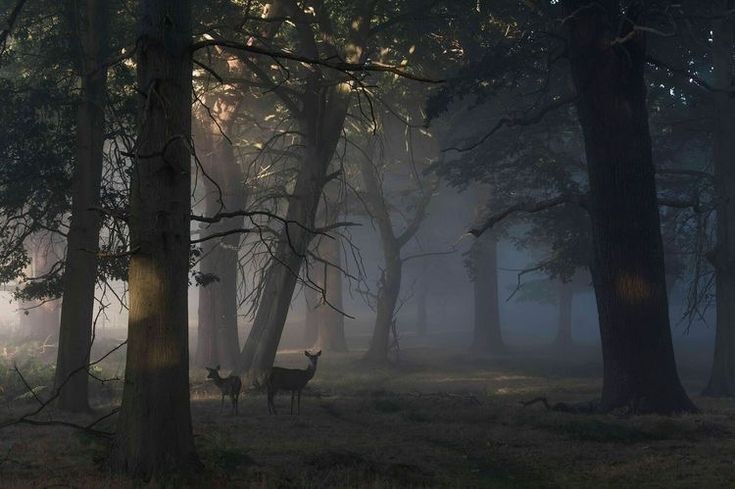 elemmiressoul's tweet photo. serenity in the forest. https://t.co/m4z6XbxTZ7
