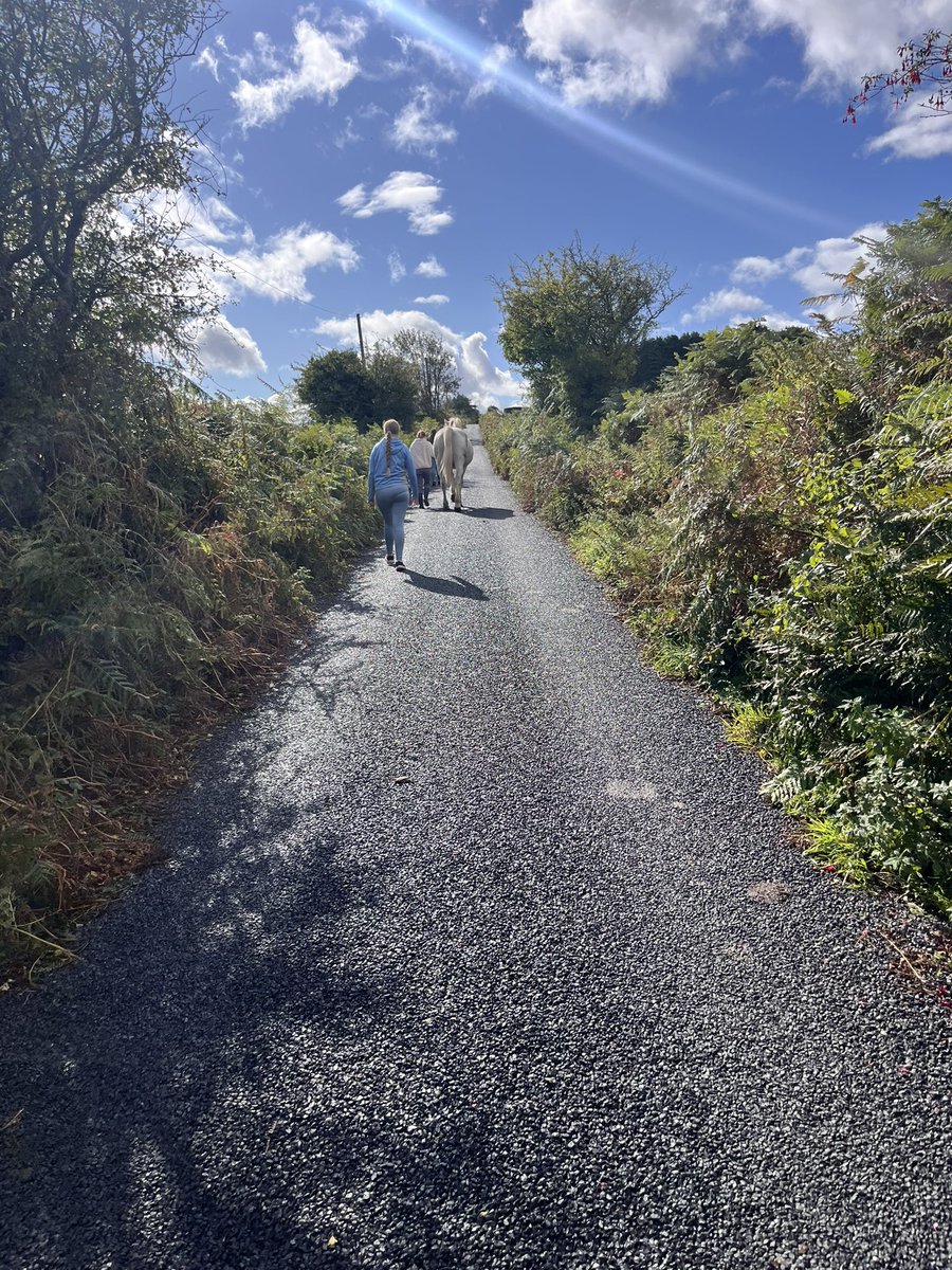 Edelburke4's tweet photo. No school for St Michaels Day, so we headed to Coolin House Stud to bring home the last mare of the season.
Beautiful view of Lough Corrib! 
#LackenFarmyard
#IrishDraught https://t.co/agMH9EUw8L