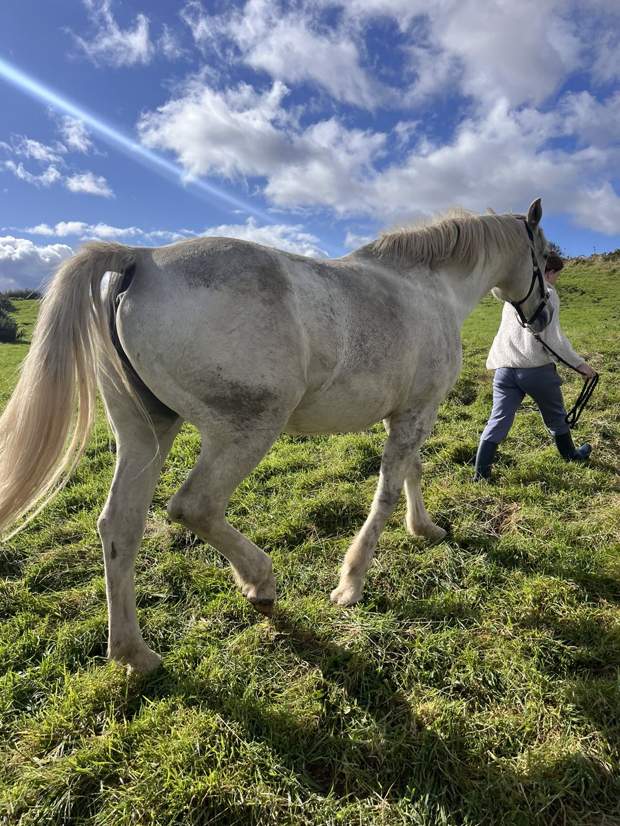 Edelburke4's tweet photo. No school for St Michaels Day, so we headed to Coolin House Stud to bring home the last mare of the season.
Beautiful view of Lough Corrib! 
#LackenFarmyard
#IrishDraught https://t.co/agMH9EUw8L
