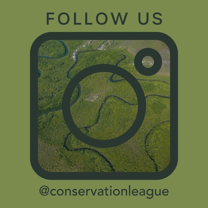 Hey, did you miss us? Head over to Instagram and follow us @conservationleague to see what we're up to &amp; how you can get involved with conservation near you 🌱 #protectourcoast