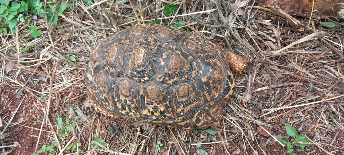 MotherNature_Es's tweet photo. #Tortoise was my lifer species (in the reptile family) I surprisingly met during my visit to #NairobiSafariWalk, an interesting site and rehab. for various species. Thank you @TropicalBiology for this memorable opportunity. #GoodAugust 2024 #MotherNature #MotherNatureStories https://t.co/ZDZItaPbkF