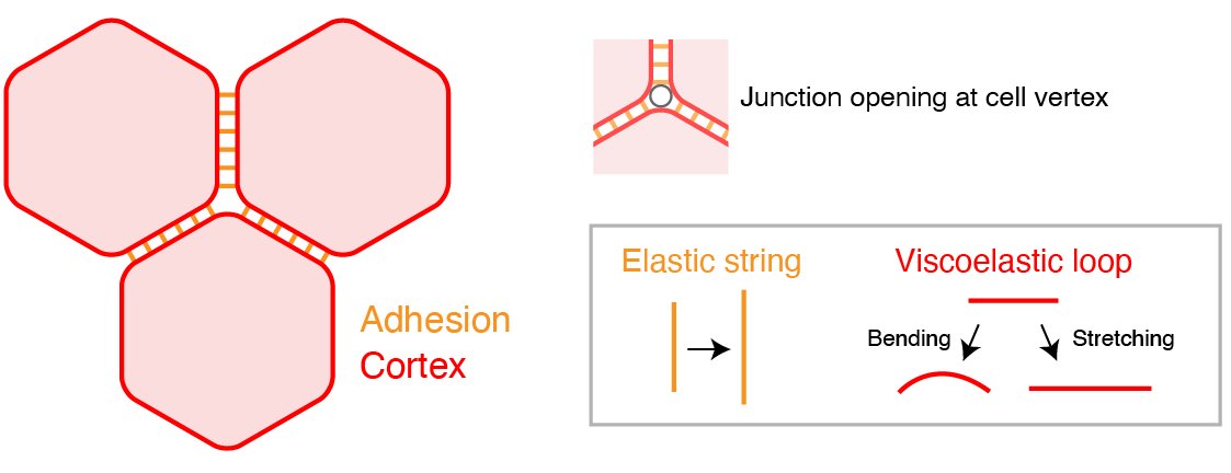 SugimuraLab (@sugimuralab) on Twitter photo Happy to see our review on vertex remodeling out! Exciting collaboration with <a href="/tetsuotani1/">Tetsuhisa Otani</a>. Highlights include EM image of end-on actin filaments attached around the cell vertex and new modeling frameworks to analyze mechanics at the cell vertex.
sciencedirect.com/science/articl… Happy to see our review on vertex remodeling out! Exciting collaboration with <a href="/tetsuotani1/">Tetsuhisa Otani</a>. Highlights include EM image of end-on actin filaments attached around the cell vertex and new modeling frameworks to analyze mechanics at the cell vertex.
sciencedirect.com/science/articl…