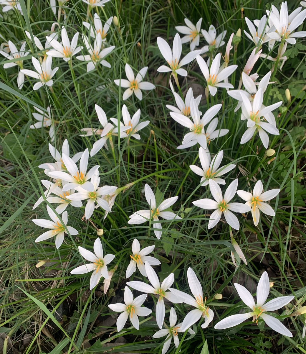 《Sè-hàn ê Tha̍k-chheh phōaⁿ/ 細漢ê讀冊伴》

Hō͘ kòe thô͘-kha khui pe̍h hoe
雨過塗跤開白花
Sè-hàn góa sī é-á tang koe
細漢我是矮á冬瓜
Tha̍k-chheh lo͘--nih ū in pôe
讀冊路--nih有in陪
Sim-koaⁿ hoaⁿ-hí ná teh poe
心肝歡喜ná teh 飛😙😙😙

#蔥蘭
#風雨蘭
#七字á