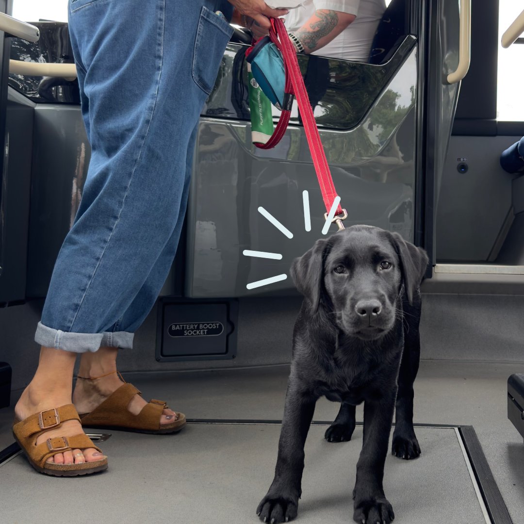 Troy took his first trip on a bus with his puppy socialiser, and he handled it like a pro! 🚌✨ 

Each new experience helps Troy build his confidence so one day, he'll be ready to support someone who needs him as a life-changing assistance dog.