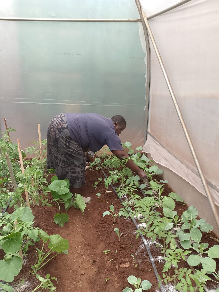 REOFKenya's tweet photo. Experience is the best teacher! @REOFKenya believes in knowledge transfer through experienced mentors, providing students with practical insights beyond textbooks. 
Our lead trainer Mama Rose, has been instrumental in delivering content and empowering the youth in #agribusiness https://t.co/OhMnIRAT4l