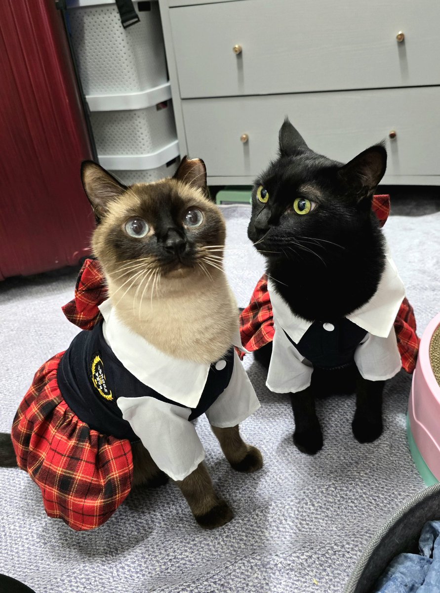 여러분 지금 당장 다이소 기필코 다이소