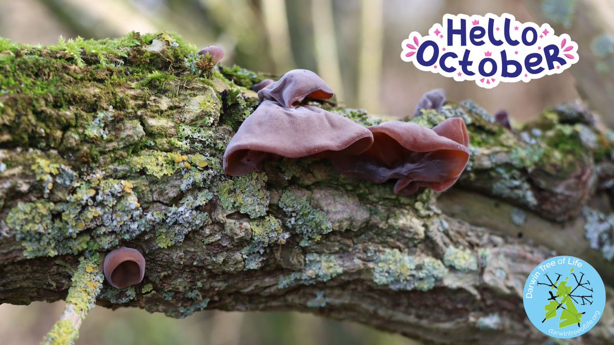 Darwin Tree of Life (@darwintreelife) on Twitter photo What are you looking forward to this month?
We look forward to the start of the BioDiversity Genomics Conference.
With sessions from <a href="/erga_biodiv/">European Reference Genome Atlas</a> to @TreeOfSex & everything in between, register now!
biodiversitygenomicsconference.org
<a href="/EBPgenome/">Earth BioGenome Project 🌍</a> 🌍 #BG24 What are you looking forward to this month?
We look forward to the start of the BioDiversity Genomics Conference.
With sessions from <a href="/erga_biodiv/">European Reference Genome Atlas</a> to @TreeOfSex & everything in between, register now!
biodiversitygenomicsconference.org
<a href="/EBPgenome/">Earth BioGenome Project 🌍</a> 🌍 #BG24
