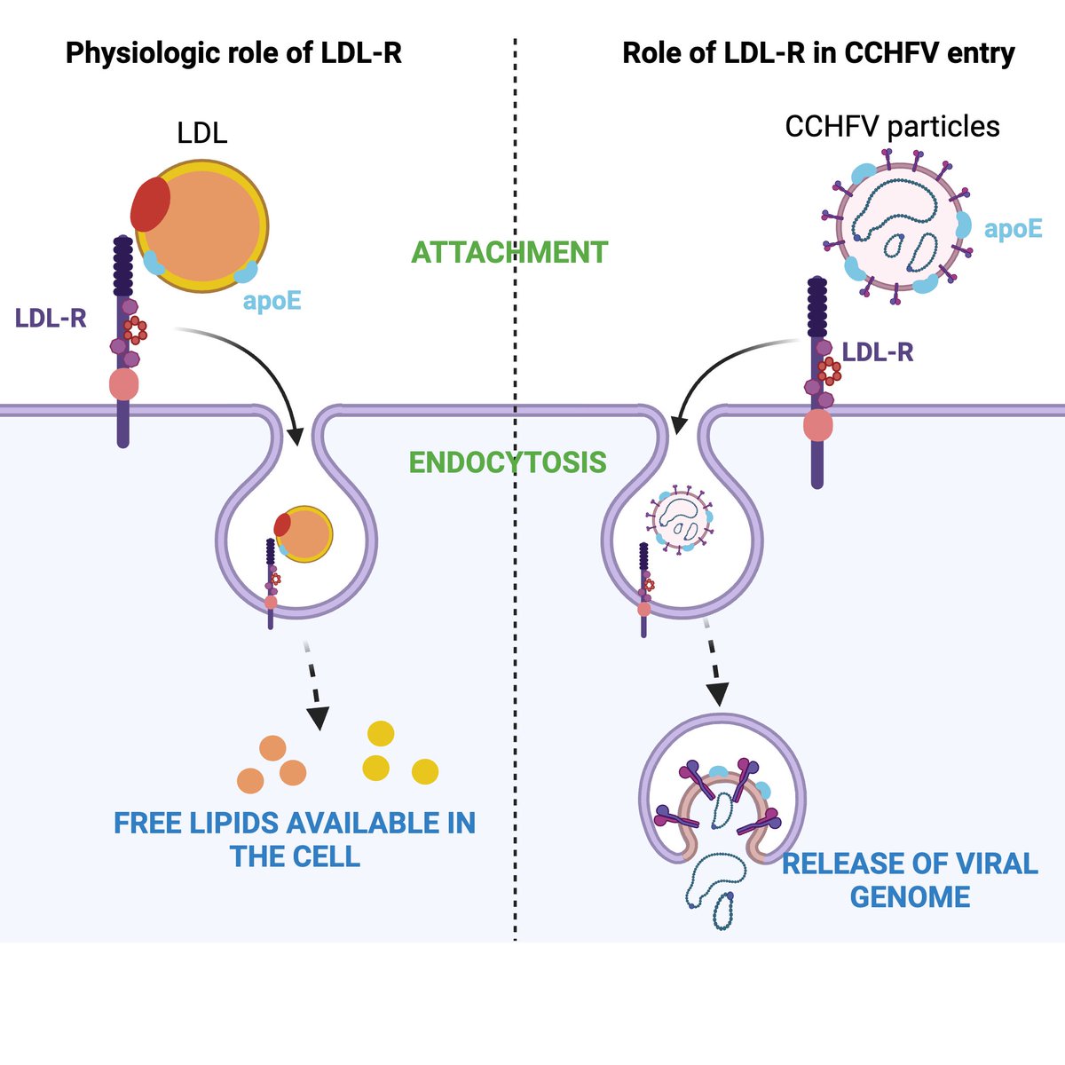Want to know more on viruses mimicking lipoproteins for cell entry? read our latest review work at: jbc.org/article/S0021-… !