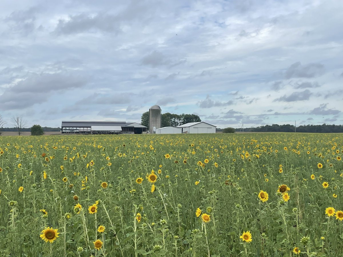 WatercutterFarm's tweet photo. Sunflowers are looking good! #SoilHealth #covercrop https://t.co/LuczRg58pa