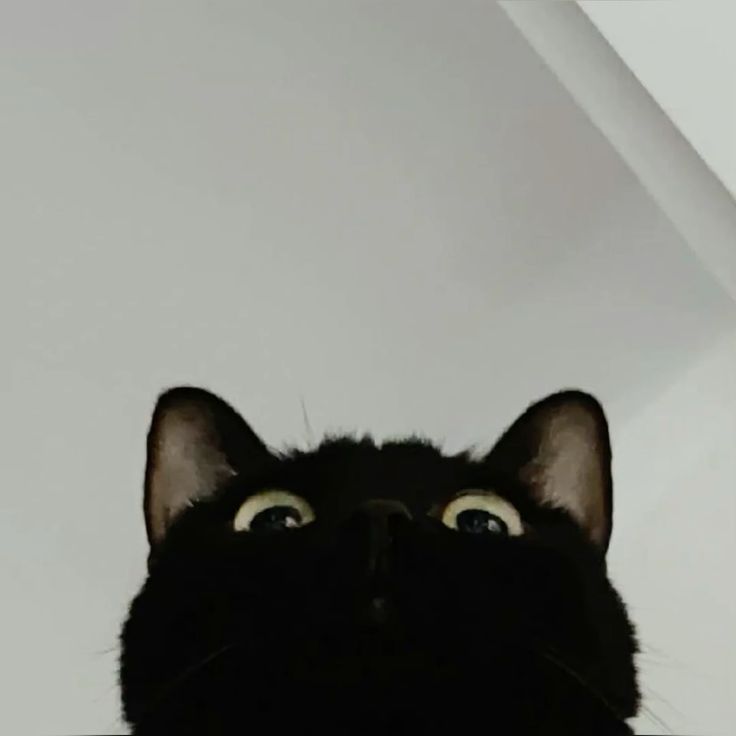 깜 (@catstarjay) on Twitter photo 