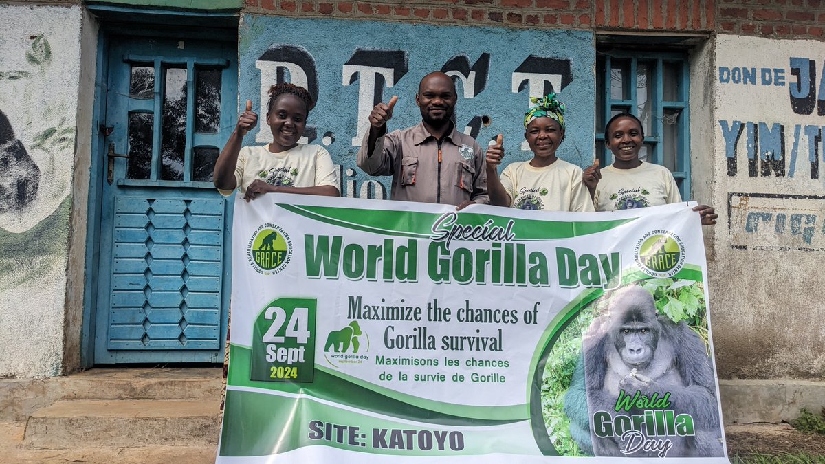 Last week, GRACE celebrated World Gorilla Day across eight villages in the DRC. From football matches to tree planting, the day delivered a powerful message of conservation. 🌳⚽
See more: ow.ly/pbGs50TyO4e

#WorldGorillaDay #Conservation #GrauerGorillas #ProtectWildlife