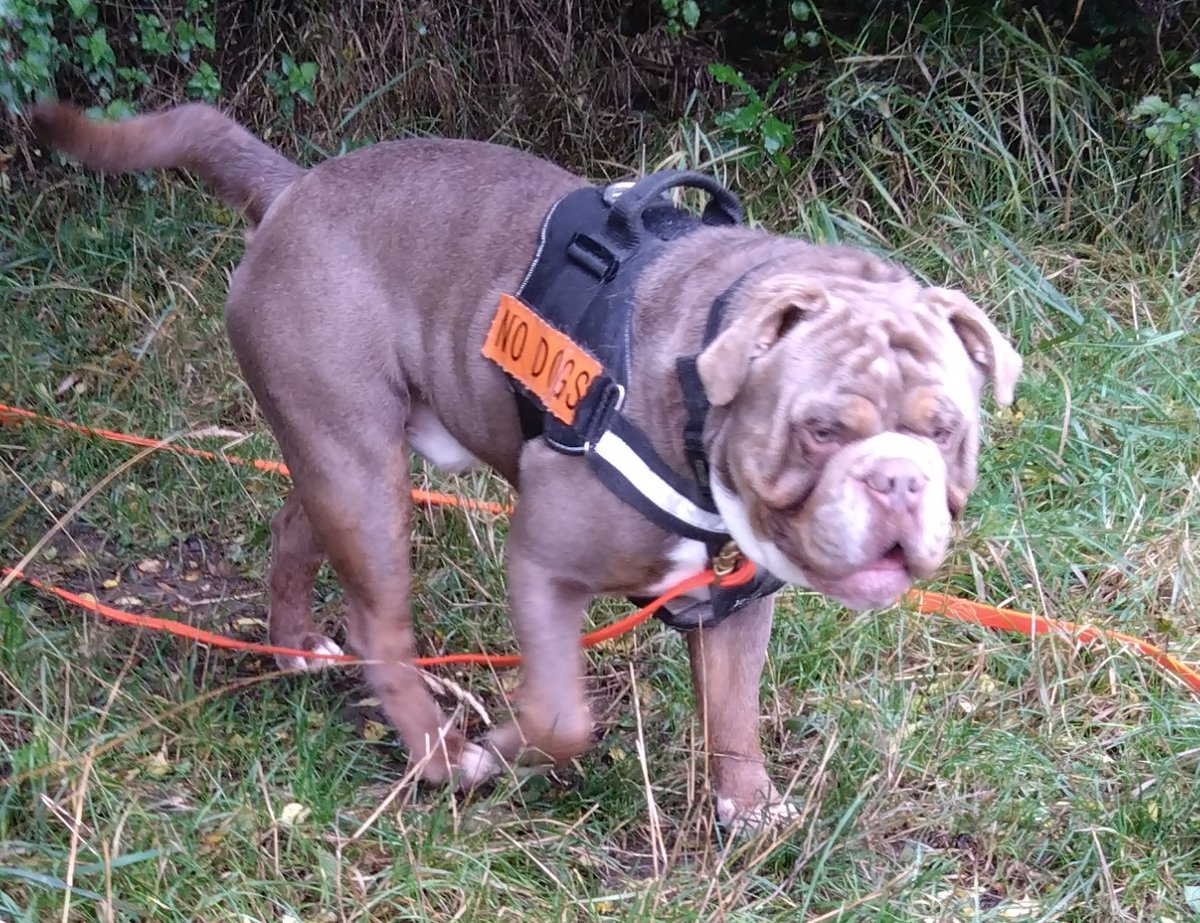 A gentle outing with'Balboa' but it has come to my attention that he may have a touch of entropion. Will monitor for now as only a slight issue currently 🤦