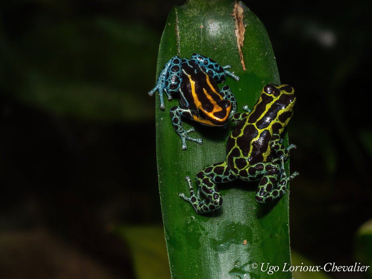 ULorioux's tweet photo. So proud to have an insight into my work on the importance of reproductive isolation in aposematic signal diversification in Peruvian poison dart frogs, on @AmphibiaWeb  🐸

https://t.co/aOXeqJ567Y https://t.co/tryFNJV0xi