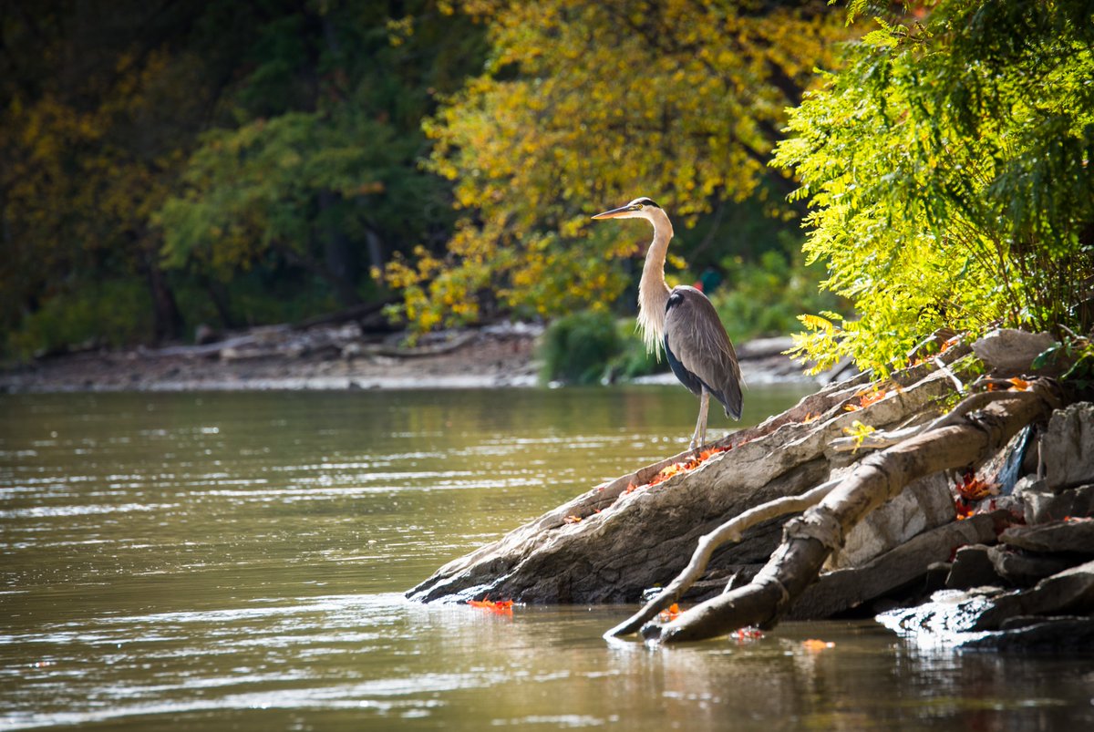 Experience the Genesee Oct. 4-6 with ROC The Riverway Weekend!

This annual, three-day event celebrates the transformation of our river corridor with bike &amp; walking tours, boat rides, live music, and so much more.

Learn more: cityofrochester.gov/RTRW