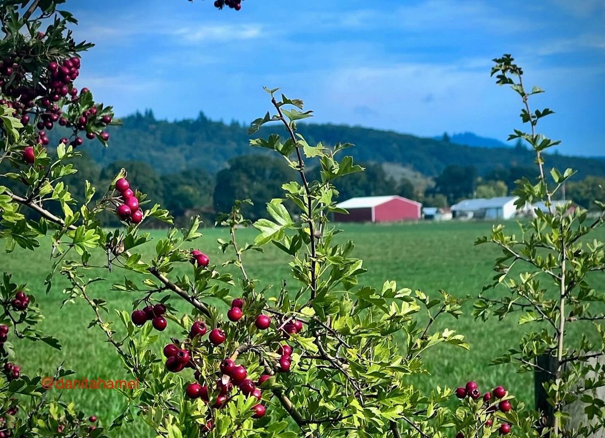 danitahamel's tweet photo. Good morning and happy Monday!😄👋🏻☕️
Let’s kick off this week’s photo challenge with a splash of RED.❤️
This landscape was brought to life with red berries and a little red barn.❤️
#atouchofRed https://t.co/GKWVGP5E3V