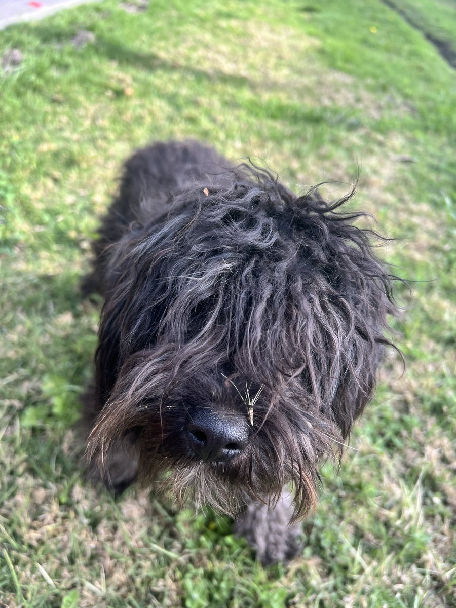 Jαvierα 🐶🤍🌱 tweet media