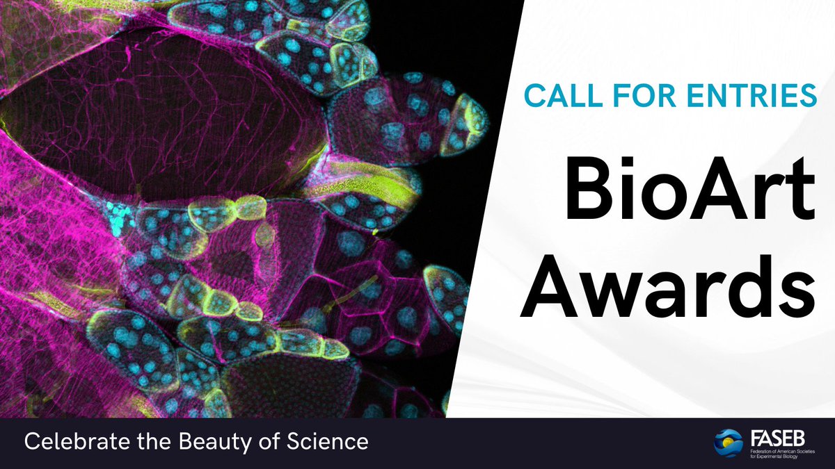 FASEBorg's tweet image. Researchers, TODAY is the last day to submit an entry for the 2024 FASEB BioArt Awards! Don't miss this chance to showcase the intersection of art and science. Submit your art now: hubs.ly/Q02Rqcm10  🖼️🔬 

#bioart #sciart #pathart #microscopy #fluorescence