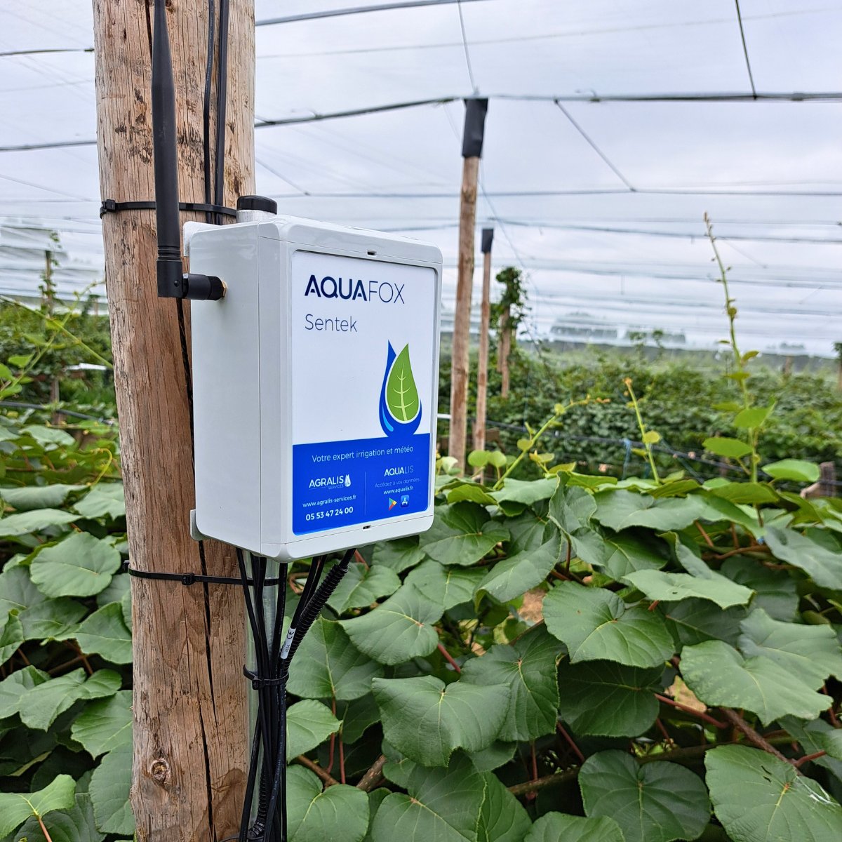 Kiwi 🥝

Station AQUAFOX reliée à une sonde capacitive @sentek_technologies dans un verger de kiwi  dans les Pyrénées-Atlantiques 📍

#technique #sudouest #kiwi #pyreneesatlantiques #vergers #Sentek #optimisation #production #irrigation