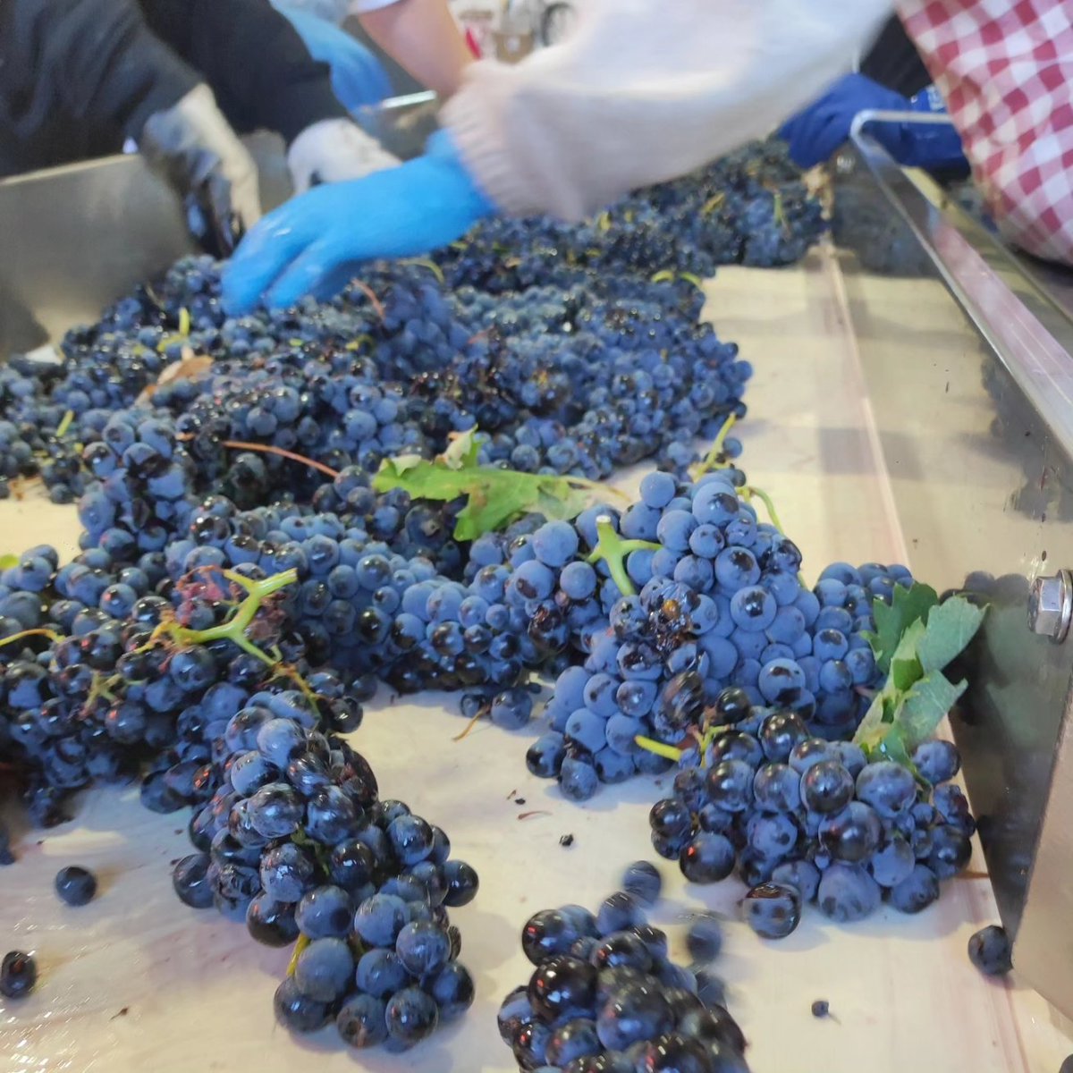 Pablochap's tweet photo. Nuestra vendimia seleccionada es un esfuerzo imprescindible para crear vinos de máxima calidad. Elegimos los mejores racimos en las viñas y, posteriormente, utilizamos nuestras mesas de selección. 
🍷#Maires #BodegaYMaires #ademán #DOToro #VendimiaToro2024 #CalidadEnCadaRacimo https://t.co/n29hXhRvlb