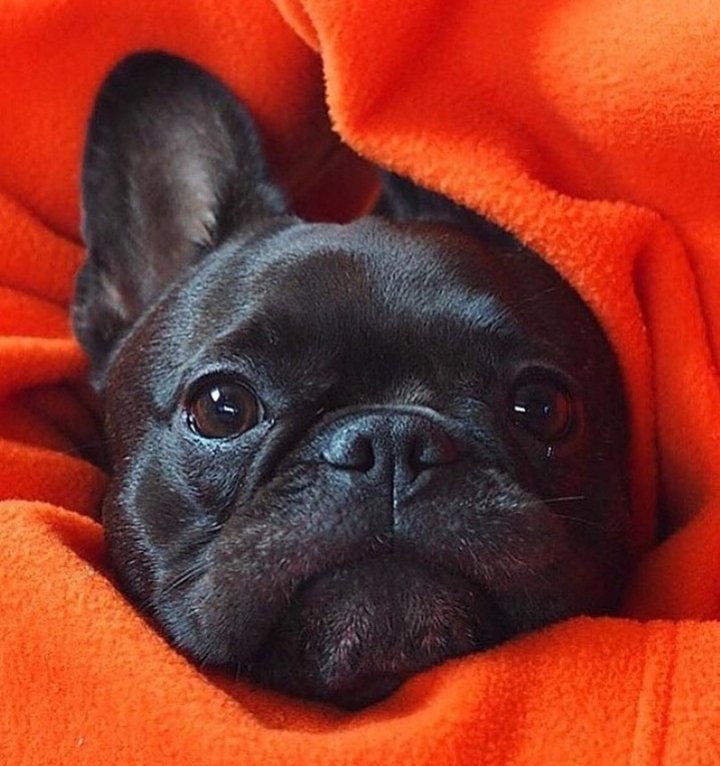 Frenchie bulldog tweet media
