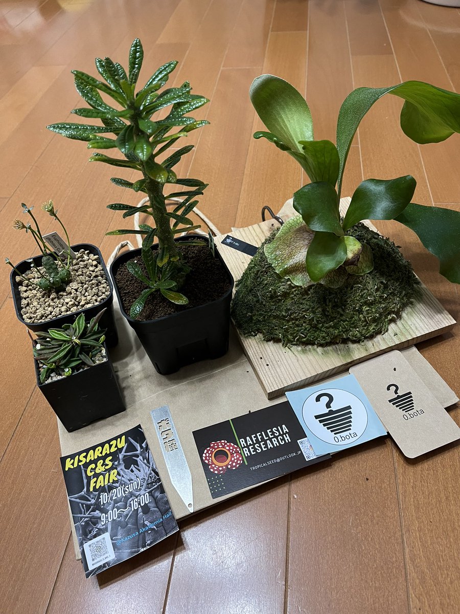 ShitMako's tweet photo. 昨日は北千住→越谷レイクタウンのハシゴでした！！
今回も良い株に巡り合いました♪

#ボタニカル横丁　#越谷国際フェスティバル https://t.co/p1r9jdS95v