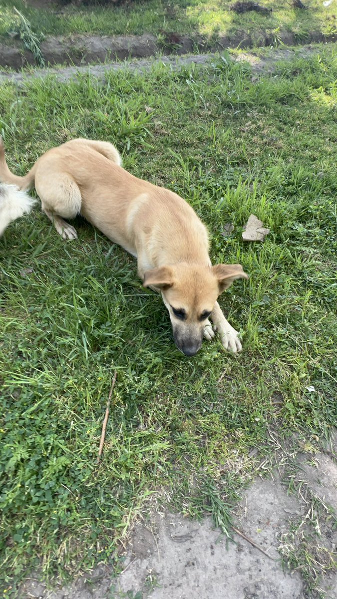 Jαvierα 🐶🤍🌱 tweet media