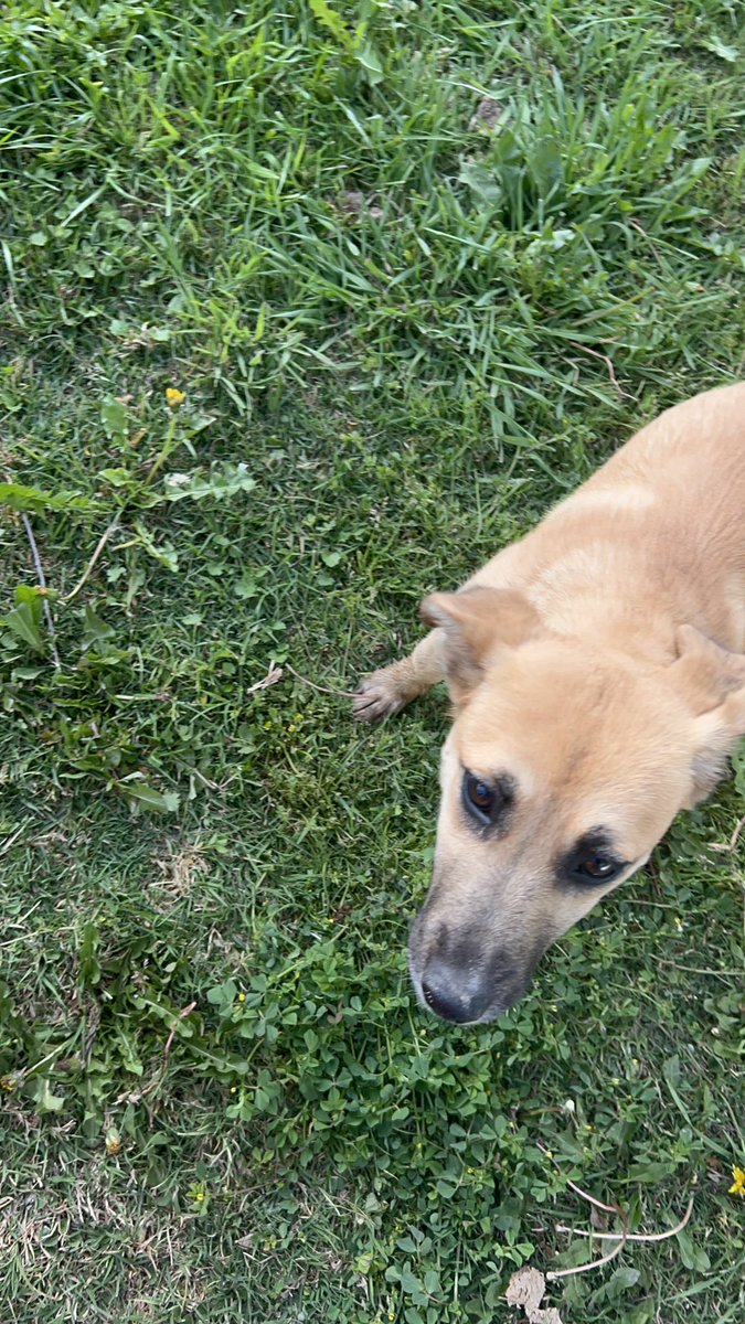 Jαvierα 🐶🤍🌱 tweet media