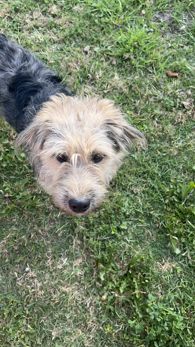 Jαvierα 🐶🤍🌱 tweet media