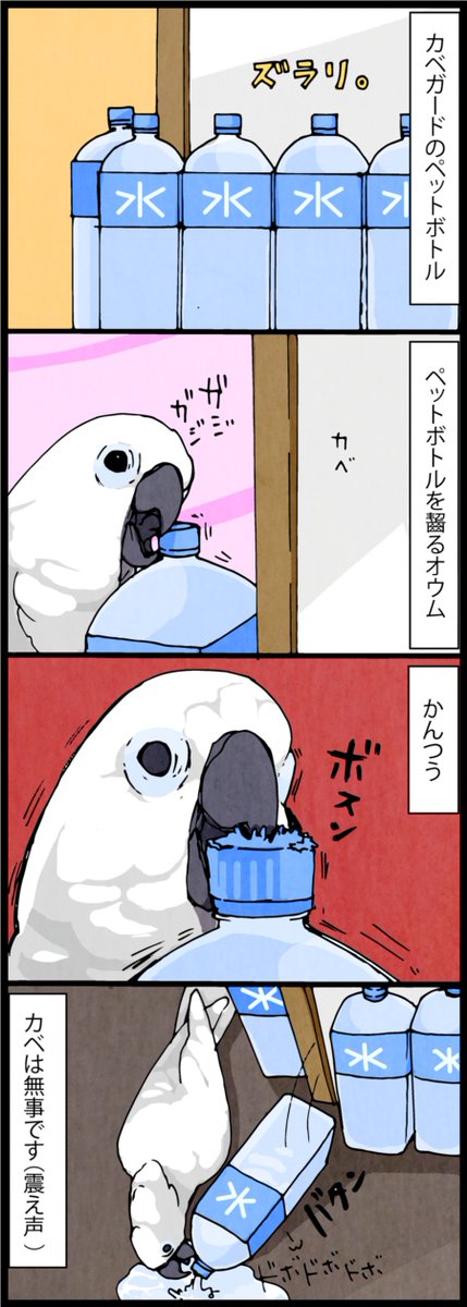 オウムに壁が齧られてしまうので、何かしらのガードを設置してます。 でも適したガードを用意しないとこのように…
