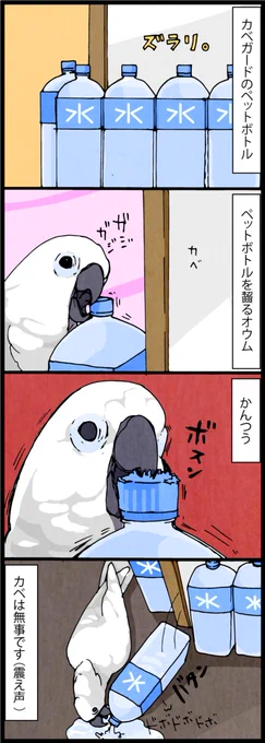 オウムに壁が齧られてしまうので、何かしらのガードを設置してます。 でも適したガードを用意しないとこのように…