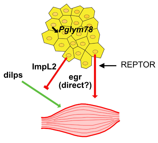Delighted to share our latest study exploring how #glycolysis pathway alterations in fat body #adipocytes control remotely the integrity of body-wall #muscles in #Drosophila larvae.
Excellent review process by <a href="/emboreports/">EMBO Reports</a>
doi.org/10.1038/s44319…