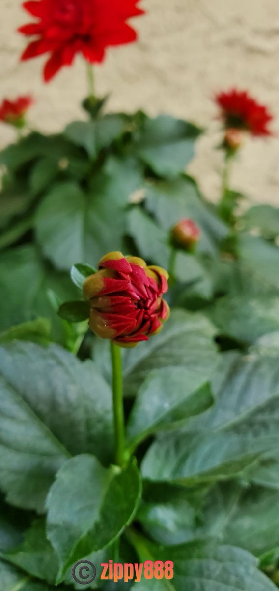 zzippy888's tweet photo. @danitahamel #atouchofRed #dahlia #bud https://t.co/6t5nm1jGCf